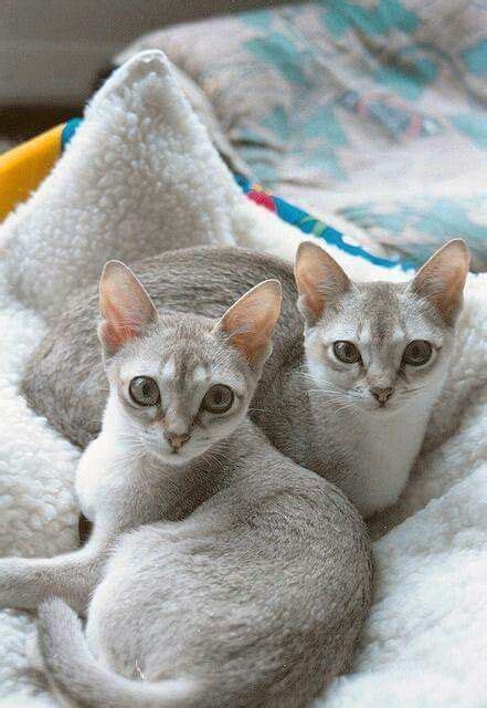 Pin by Danielle T on chat | Cat breeds, Singapura cat, Cute cats