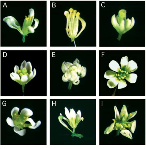 Figure 4 from The Arabidopsis homeotic genes APETALA 3 and PISTILLATA are sufficient to provide ...