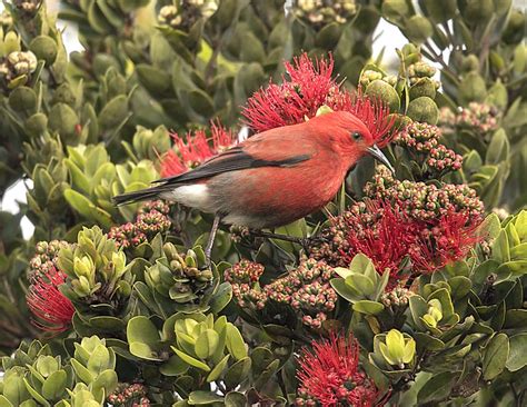 Apapane bird photo call and song/ Himatione sanguinea (Certhia sanguinea)