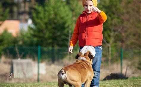 How To Train An English Bulldog? 4 Best Ways! - Dog Fluffy