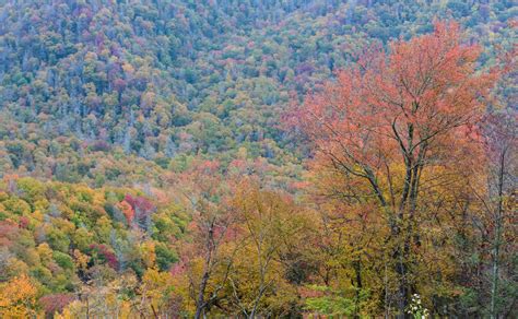 Fall in the Great Smoky Mountains – Matthew Paulson Photography