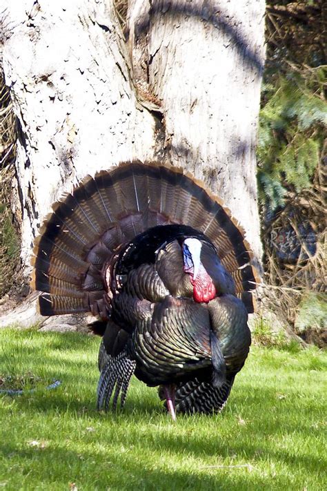 The Turkey Strut and Duck Waddle | Beautiful birds, Wild turkey, Nature aesthetic