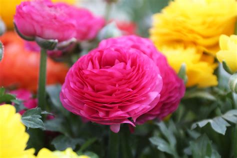 How to Grow Ranunculus in Zones 4-6 - Longfield Gardens