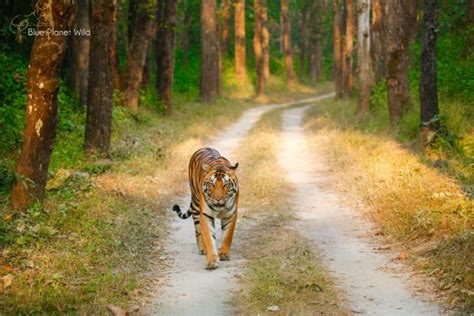 Kanha National Park (Mandla) - 2020 All You Need to Know BEFORE You Go (with Photos) - TripAdvisor