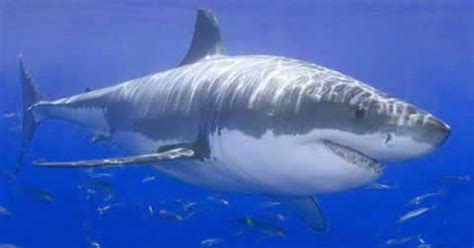 Great White Shark Facts | Extreme Shark Facts!