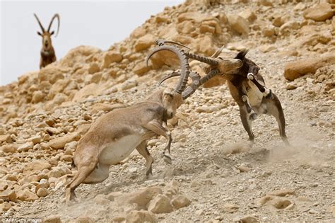 Male ibexes fight for their female mate in Ein Gedi nature reserve in Israel | Daily Mail Online