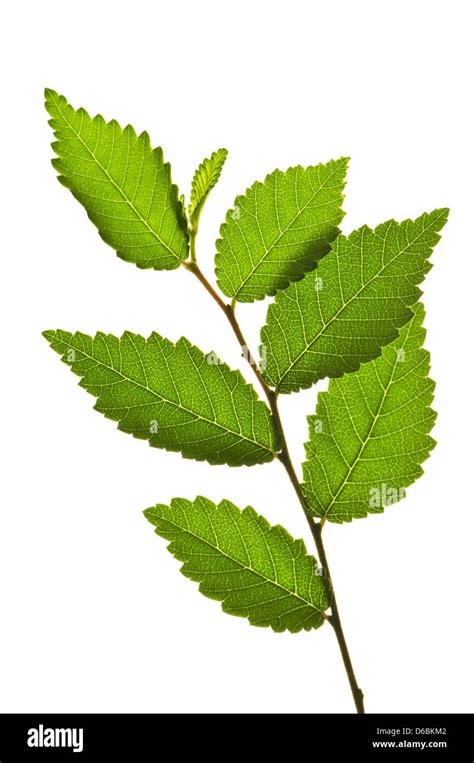 tree leaf,leaf shape,elm leaf Stock Photo - Alamy