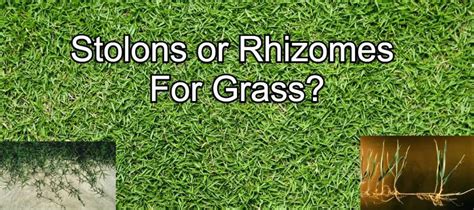 What are Stolons and Rhizomes? | Everything You Need To Know