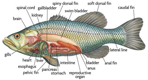 Interior Structures of Bony Fish Diagram | Quizlet