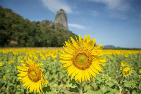 THAILAND LOPBURI SUNFLOWER FIELD Editorial Stock Photo - Image of ...