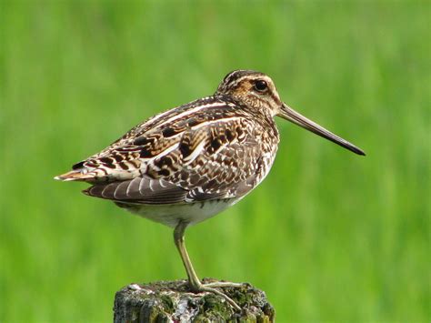 Wilson's Snipe (Gallinago delicata) | Idaho Fish and Game