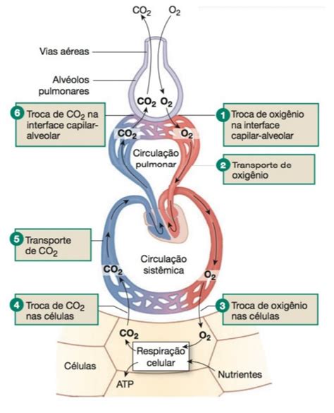 Hematose pulmonar - O que é? Enfermagem Esquematizada