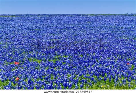 9,005 Bluebonnet Flower Field Images, Stock Photos & Vectors | Shutterstock