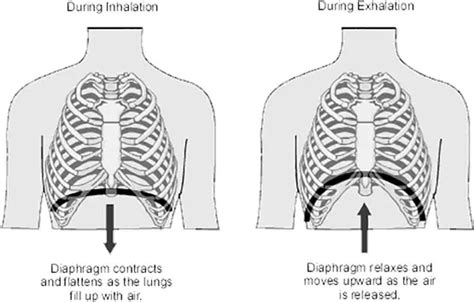 Deep Breathing Exercises for Intercostal Muscles | POWERbreathe