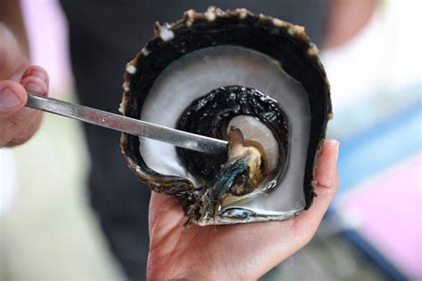 How Do Oysters Make Pearls? | Pearl Wise