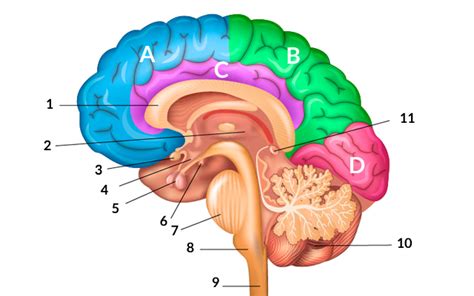 Organización Cerebral del Lenguaje - Mind Map