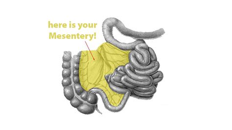 Mesentery: Do you know what it is? - all about IBS