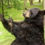 How about no bear - Imgflip