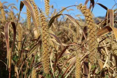 Is millet the future of plant meat? - The Good Food Institute