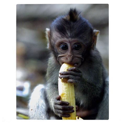 Cute baby macaque monkey eating banana plaque – Artofit