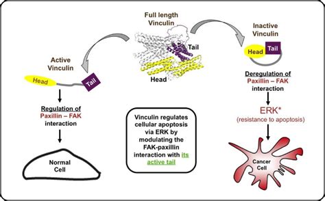 Cellular Mechanotransduction — Cellular and Molecular Biomechanics ...