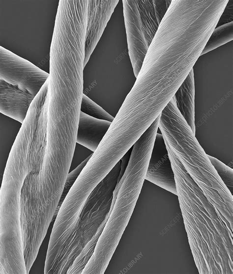 Raw cotton fibres, SEM - Stock Image - C037/0556 - Science Photo Library