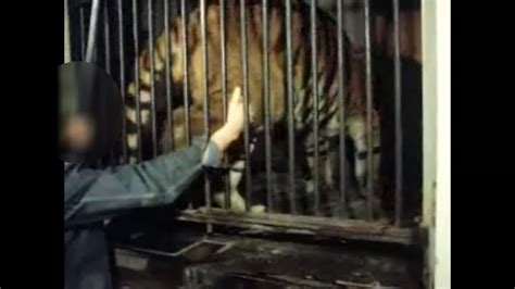 File:Feeding a tiger.webm - Wikimedia Commons