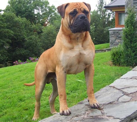 Bullmastiff - Wild Life Planet