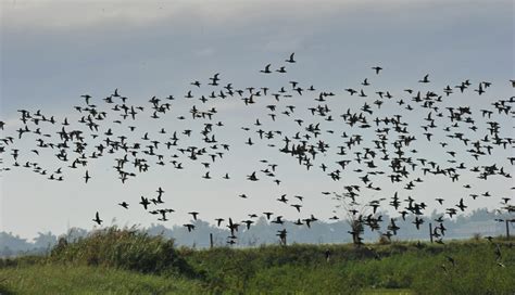 When Do Orioles Migrate North? - Birdwatching Buzz