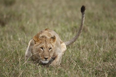 Lone Lion Waits Behind a Hill Before Ambushing a Surprised Wildebeest - A-Z Animals