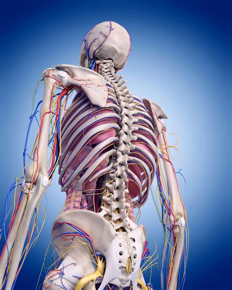 Mid Back Pain | Chiropractic Thoracic Adjustments | Scofield Chiropractic