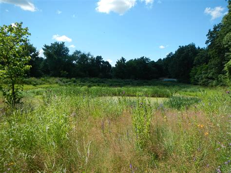 Retention Pond | Wild flowers in the retention pond. | Western Michigan University Landscape ...