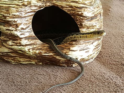 The Garter Snake Diet What You Need to Know | Reptile Shows of New England