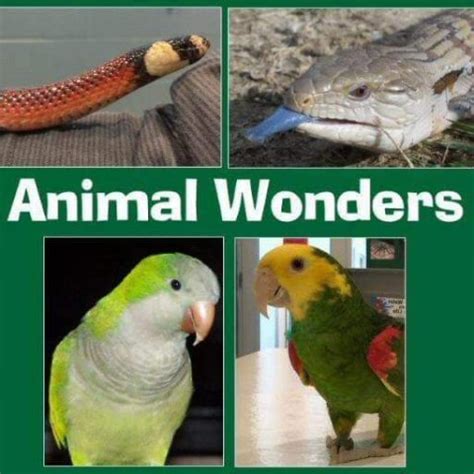 Hire Animal Wonders, LLC - Reptile Show in Kansas City, Missouri