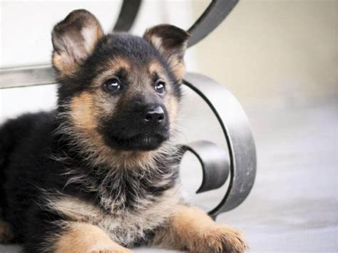 Take Care of Newborn German Shepherd Puppies - Pet Care Stores