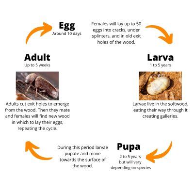 Wood Boring Beetles - Wood destroying organisms | MABI USA