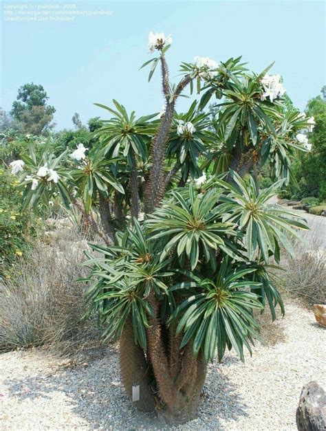 Desert Landscaping with Succulents