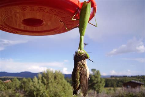 Praying Mantis eating a hummingbird : r/natureismetal