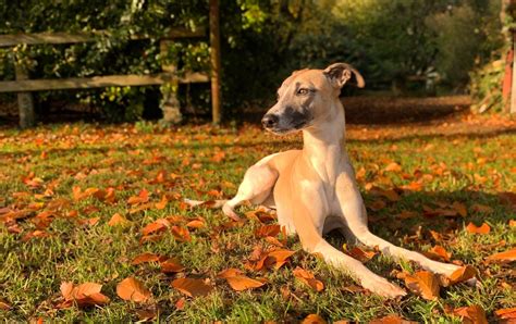 Which Is The Fastest Dog In The World: Get To Know Top 5 Fastest Dogs In The World - Cyprian ...