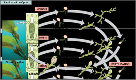 Laminaria Life Cycle