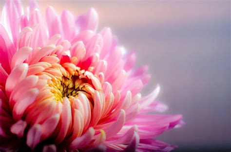 How to Take Care for the Chrysanthemum Flower | Pansy Maiden