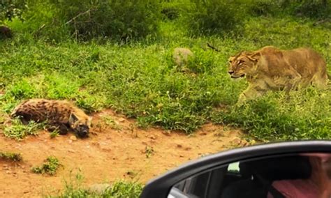 Watch: Hyena cub narrowly escapes lion in ‘heart-palpitating sighting’