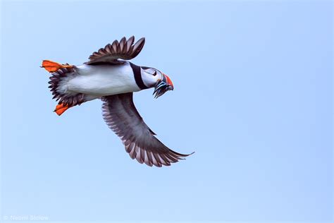 1K4A8715_flying_puffin | A flying puffin with a beak full of… | Flickr