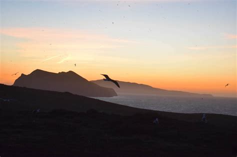 Gulls Getaway