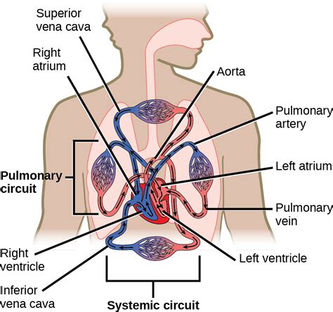 Mammalian Heart and Blood Vessels | OpenStax Biology 2e