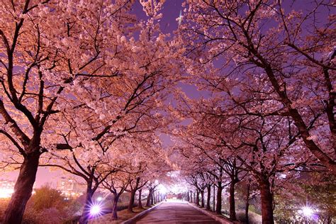 Cherry Blossoms at Night | 首爾 奧林匹克公園 서울 올림픽공원 Olympic Park S… | Flickr - Photo Sharing!