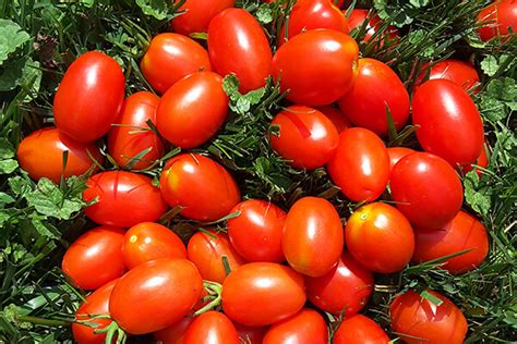 Delicious Tomato Varieties You've Got To Try! | SummerWinds, AZ