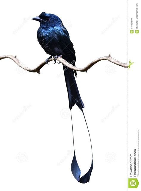 Greater Racket-tailed Drongo Bird Stock Photo - Image of tailed, perched: 110894800