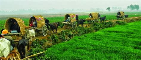 Rural Life Of Bangladesh