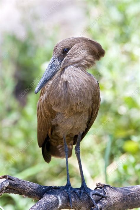 Hammerkop - Stock Image - Z820/0299 - Science Photo Library